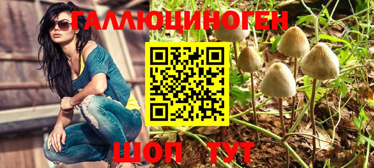 Псилоцибиновые грибы Psilocybe  Псилоцибиновые грибы GOLDEN TEACHER  Киров  Вход с VPN 